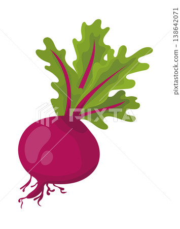 Red beetroot with green leaves, simple flat vector illustration, organic root vegetable isolated on white background. 138642071