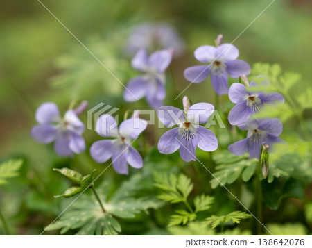 開花在春天領域的中提琴grypocera 138642076