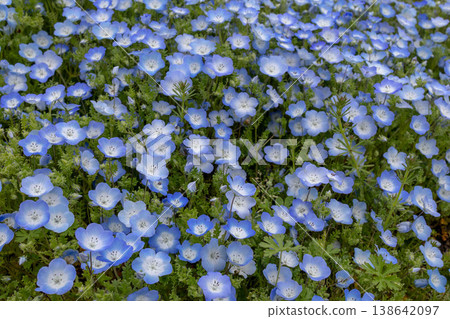 A field of blue nemophila flowers in full bloom – a spring scene. A field of blue nemophila flowers in full bloom – a spring scene. 138642097