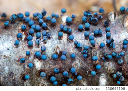 Macro photograph of *Physarum polycephalum*, a snow-loving slime mold, growing on decaying wood. 138642106