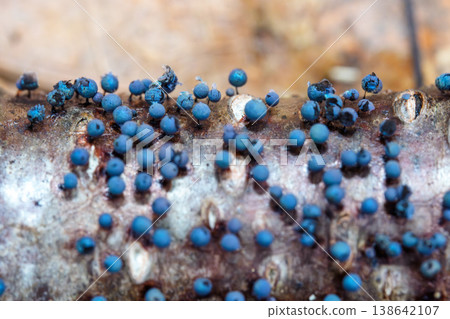 生長在腐木上的喜雪黏菌*多頭絨泡菌*的微距照片。 生長在腐木上的喜雪黏菌*多頭絨泡菌*的微距照片。 138642107