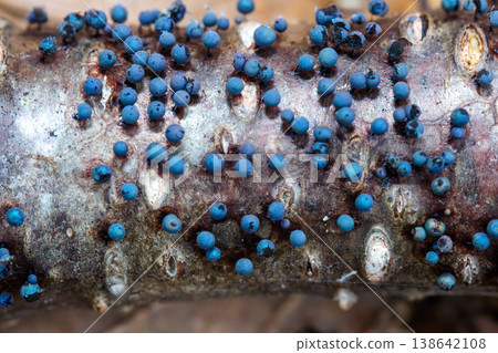 生長在腐木上的喜雪黏菌*多頭絨泡菌*的微距照片。 生長在腐木上的喜雪黏菌*多頭絨泡菌*的微距照片。 138642108