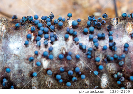 生長在腐木上的喜雪黏菌*多頭絨泡菌*的微距照片。 生長在腐木上的喜雪黏菌*多頭絨泡菌*的微距照片。 138642109