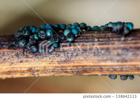 Macro photograph of *Physarum polycephalum*, a snow-loving slime mold, growing on decaying wood. 138642113
