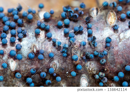 Macro photograph of *Physarum polycephalum*, a snow-loving slime mold, growing on decaying wood. 138642114