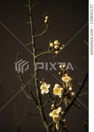 The sight of white plum blossoms and plump buds emerging from the darkness of night. The sight of white plum blossoms and plump buds emerging from the darkness of night. 138642237