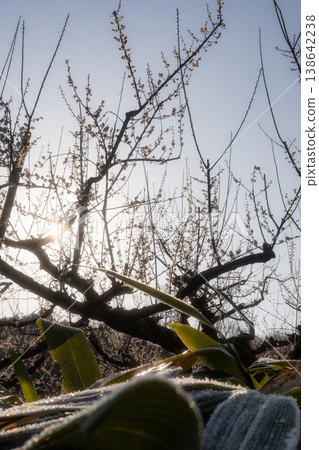 The scenery of frost on bamboo leaves glistening in the backlight and the shape of plum branches against the blue sky. The scenery of frost on bamboo leaves glistening in the backlight and the shape of plum branches against the blue sky. 138642238