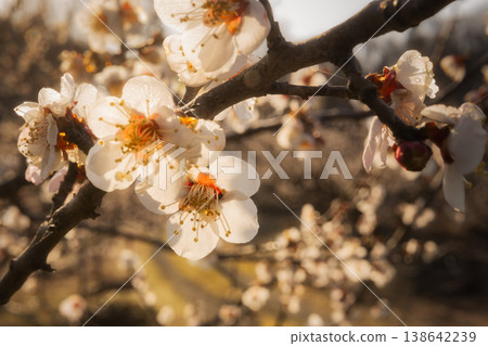 A scene of fully bloomed white plum blossoms translucent in the morning sun, with fresh morning dew glistening on the petals. A scene of fully bloomed white plum blossoms translucent in the morning sun, with fresh morning dew glistening on the petals. 138642239