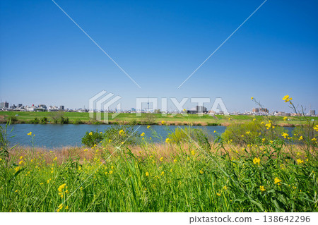 The riverbank of the Edogawa River in spring, under a clear blue sky. 138642296