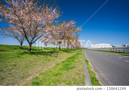A road running along an embankment where cherry blossoms are in bloom. A road running along an embankment where cherry blossoms are in bloom. 138642299