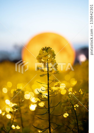 The silhouette of rapeseed flowers bathed in a fantastical light. The silhouette of rapeseed flowers bathed in a fantastical light. 138642301