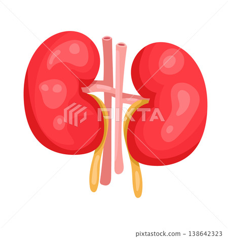 Anatomical kidneys. Flat vector clipart, illustration with isolated background. Anatomical kidneys. Flat vector clipart, illustration with isolated background. 138642323