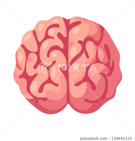 Anatomical brain. Flat vector clipart, illustration with isolated background. 138642325