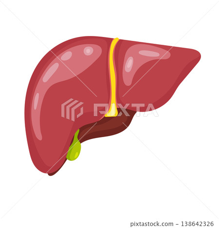 Anatomical liver. Flat vector clipart, illustration with isolated background. 138642326