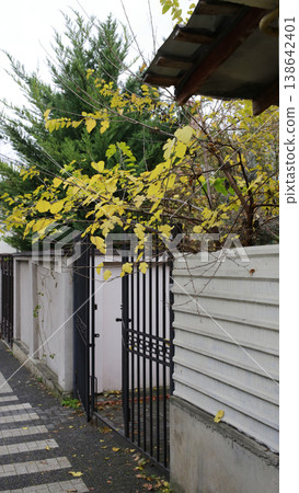 Yellow leaves on a background of green thuja. Yellow leaves on a background of green thuja. 138642401
