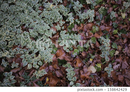Periwinkle small and fallen leaves. Periwinkle small and fallen leaves. 138642429