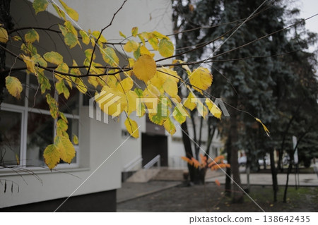A branch of a lime tree with yellow leaves. 138642435