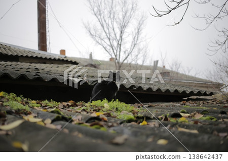 A black cat on a slate roof. A black cat on a slate roof. 138642437