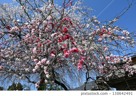 A collaboration of Genpei weeping peach and weeping cherry blossoms A collaboration of Genpei weeping peach and weeping cherry blossoms 138642491