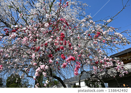 A collaboration of Genpei weeping peach and weeping cherry blossoms A collaboration of Genpei weeping peach and weeping cherry blossoms 138642492