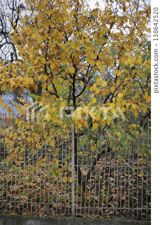 Dry autumn leaves on the fence. 138642520