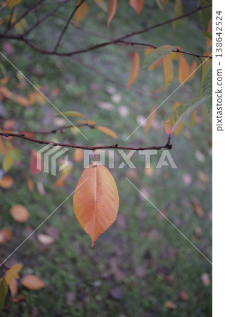 Dry linden leaf on a twig. Dry linden leaf on a twig. 138642524