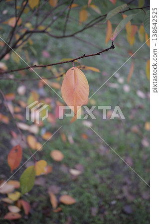 Dry linden leaf on a twig. Dry linden leaf on a twig. 138642525