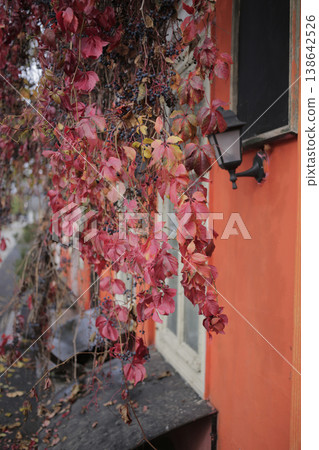 Red maiden grapes on the background of a red wall. Red maiden grapes on the background of a red wall. 138642526