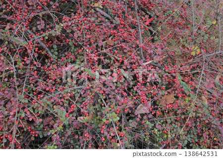 Background of a plant with red berries. Background of a plant with red berries. 138642531