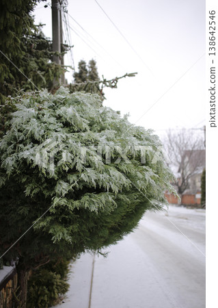 The green branches are covered with a layer of ice. The green branches are covered with a layer of ice. 138642546