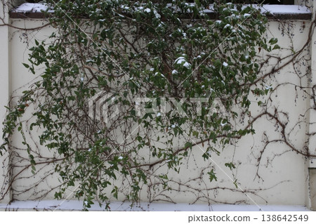 An evergreen climbing plant covered with snow. An evergreen climbing plant covered with snow. 138642549