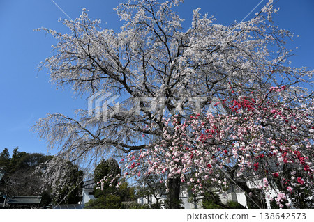 A collaboration of Genpei weeping peach and weeping cherry blossoms A collaboration of Genpei weeping peach and weeping cherry blossoms 138642573