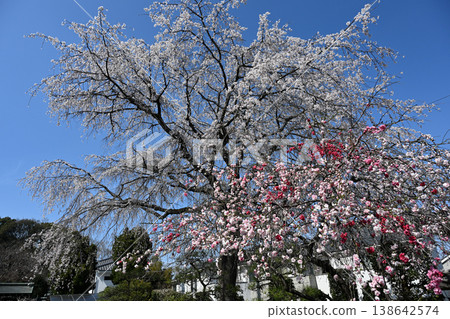 A collaboration of Genpei weeping peach and weeping cherry blossoms A collaboration of Genpei weeping peach and weeping cherry blossoms 138642574