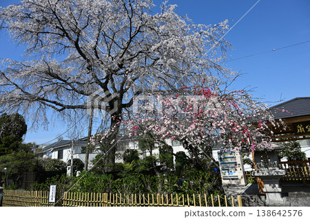 A collaboration of Genpei weeping peach and weeping cherry blossoms 138642576