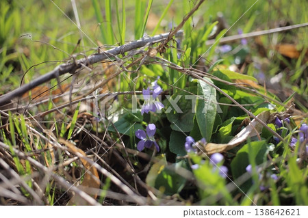 The first spring flowers on the lawn. 138642621