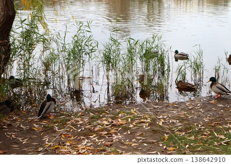 Ducks in autumn leaves on the pond. Ducks in autumn leaves on the pond. 138642910