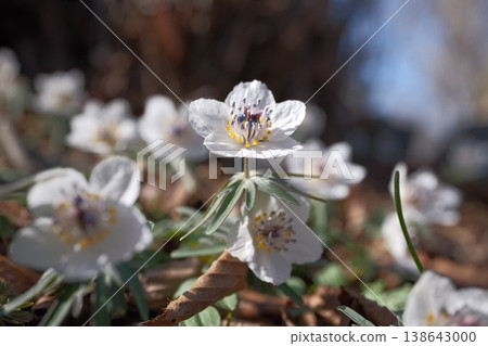 Clusters of Setsubun-so flowers blooming in the early spring forest; a landscape of wildflowers with delicate white blossoms. Clusters of Setsubun-so flowers blooming in the early spring forest; a landscape of wildflowers with delicate white blossoms. 138643000