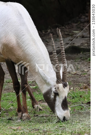 Arabian Orix 138643030