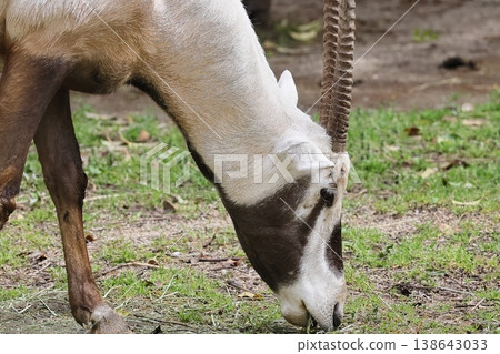 Arabian Orix 138643033