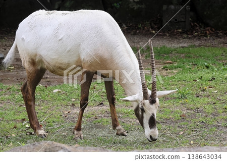 Arabian Orix 138643034