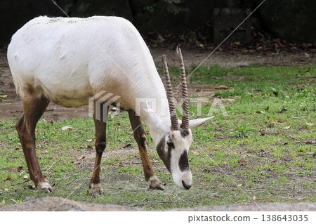 Arabian Orix 138643035