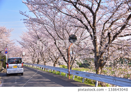 京都鴨川街兩旁的櫻花樹 京都鴨川街兩旁的櫻花樹 138643048