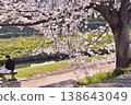 Cherry blossom scenery along the Kamo River in Kamigamo, Kyoto. 138643049