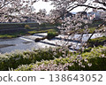 Cherry blossom scenery along the Kamo River in Kamigamo, Kyoto. 138643052