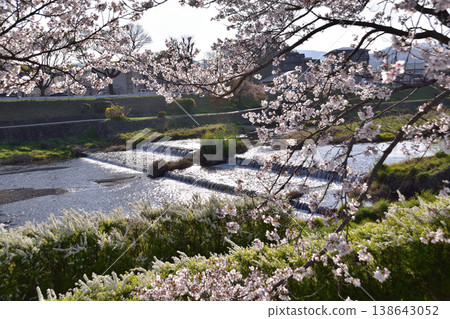 京都上賀茂縣鴨川沿岸的櫻花美景。 京都上賀茂縣鴨川沿岸的櫻花美景。 138643052