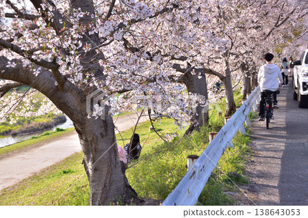 京都鴨川街兩旁的櫻花樹 京都鴨川街兩旁的櫻花樹 138643053
