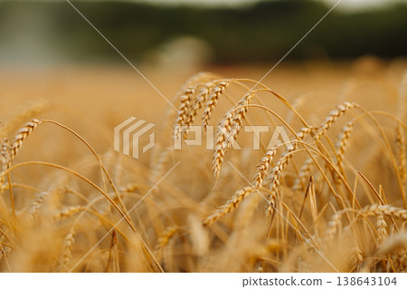 Ripe wheat field at sunset. Nature's harvest growth. Beautiful summer nature background. Ripe wheat field at sunset. Nature's harvest growth. Beautiful summer nature background. 138643104