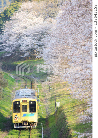 櫻花樹和「菜花」列車(平成築豐鐵道) 櫻花樹和「菜花」列車(平成築豐鐵道) 138643158