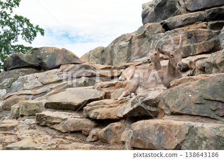Two mountain goats Two mountain goats 138643186
