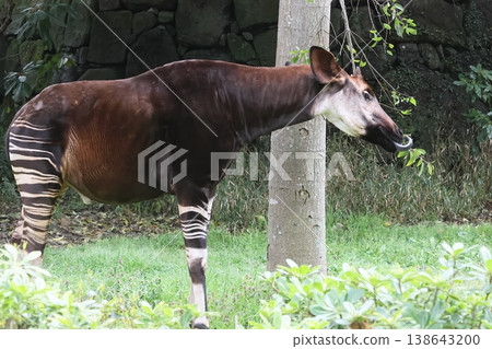 Okapi Okapi 138643200